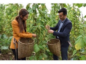 Kaymakam Çift Çoban Fasulyesi Hasadını Başlattı