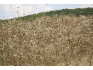 Meyve, Sebze Ve Tohumun Üretim Adresi Samsun