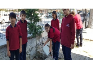 Ortaokul Öğrencileri Ağaç Bakımı Yaptı