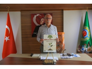 Mizo Üyelerine Ücretsiz Memecik Zeytin Fidanı Dağıtılacak