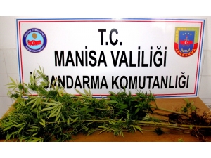 Devriye Gezen Ekipler Hint Keneviri Buldu