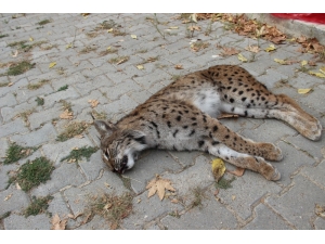 Nesli Tükenme Tehlikesinde Olan Vaşak Ölü Bulundu