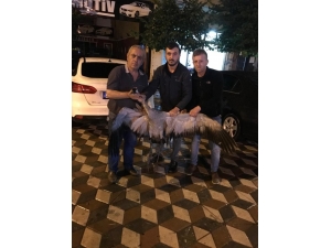 Yaralı Turna Tedavi Edilip Doğaya Salındı