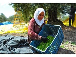 Vatandaşa Sahte Zeytinyağı Uyarısı