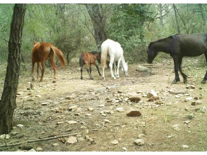 Fotokapana Takılan Görüntüler İzleyenleri Büyüledi