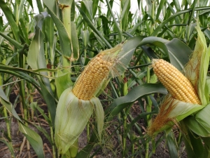 Mısırda Yüksek Rekolte Sevinci