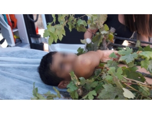 Meyve Toplarken Ağaçtan Düşen Çocuğun Koluna Demir Korkuluk Saplandı