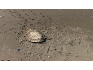 Sahilde Öldürülmüş Deniz Kaplumbağası Bulundu