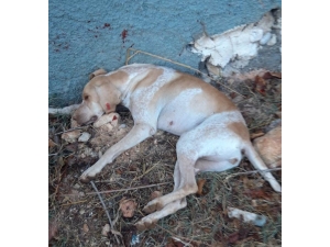 Sokak Köpeğini İşkenceyle Öldürdüler