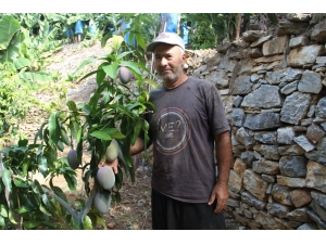 Tropikal Meyveler Kazanç Kapısına Dönüştü