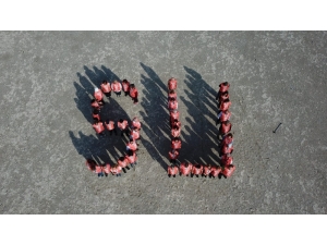 Tema’dan ’Seyfe Çölleşmesin’ Çağrısı