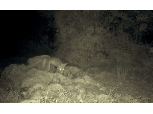 Burdur’da Yaban Hayvanları Su Havuzlarıyla Susuzluklarını Gideriyor