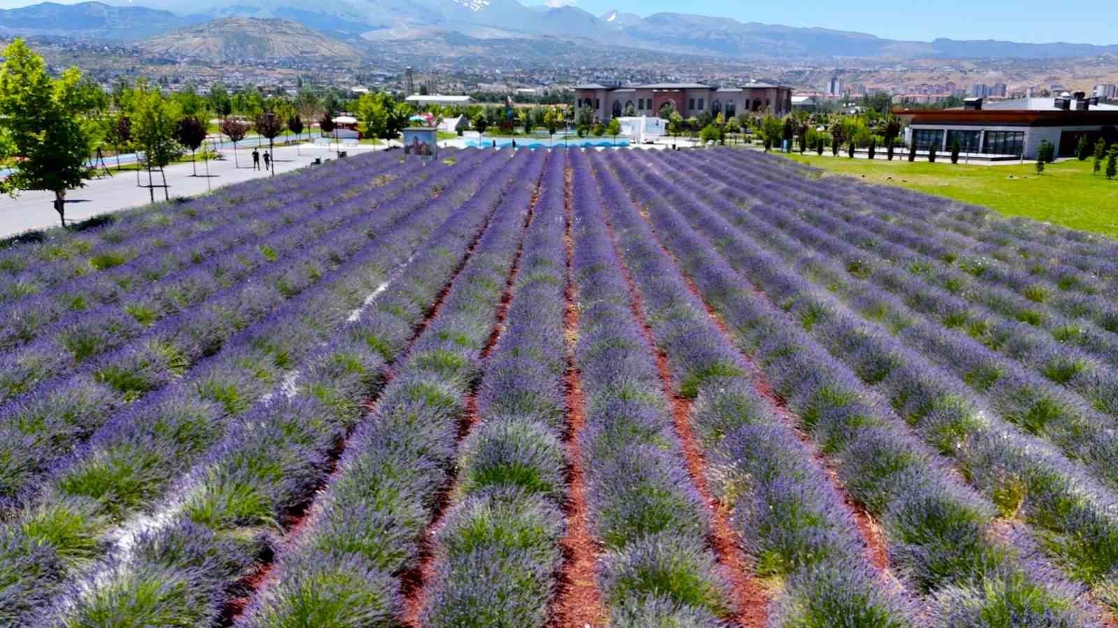 buyuksehirin-lavanta-bahcesi-erciyes-manzarasiyla-ziyaretcilerini-buyuluyor