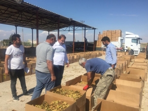 Samsat’ta Tütün Alımları Yeniden Başladı