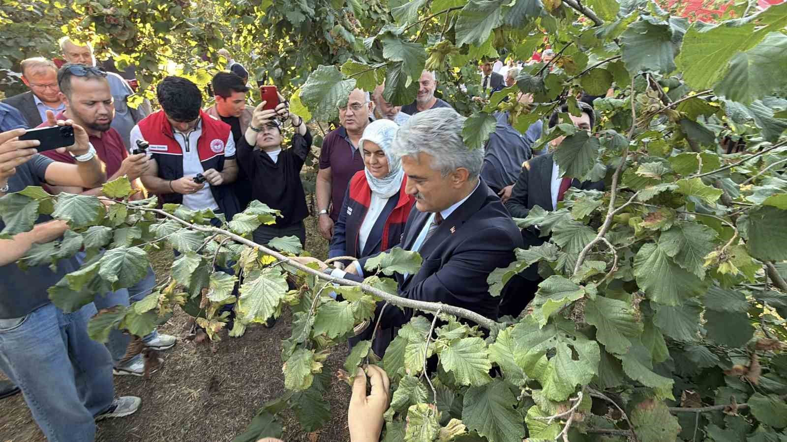 duzce-de-findik-hasat-senligi