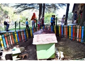 Hayvan Dostu Miniklerden Anlamlı Ziyaret