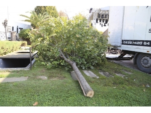 Konser Alanı Oluşturmak İçin Ağaçları Kestiler