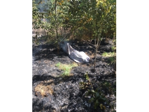 Kuru Yaprakları Yakarken Alevlerin Arasında Kalarak Can Verdi