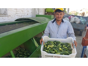Turşuluk Salatalıkta Üretici Bu Yıl Umduğunu Bulamadı