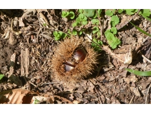 Bu Kestane Kapış Kapış Gidiyor
