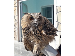 Yaralı Puhu Tedavi Altına Alındı