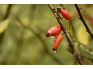 Dağlardan Gelen Şifa Kaynağı: Kuşburnu