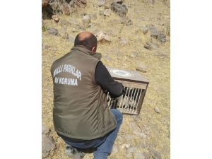 Tedavileri Tamamlanan 12 Keklik Doğaya Bırakıldı