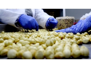 Fındık Üreticisi Fındığını 16 Lira Yerine 60 Liradan Satmanın Yolunu Buldu