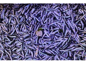 Hamsi Fiyatlarındaki Oynaklık Borsa İstanbul’u Aratmıyor