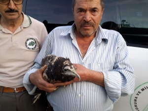 Yaralı Akbaba Koruma Altına Alındı