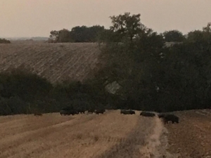 Tarım Arazilerine Giren Domuz Sürüsü Çiftçileri Tedirgin Etti