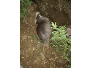 Tekirdağ’da Su Maymunu Gören Vatandaş Hem Korktu Hem Şaşırdı