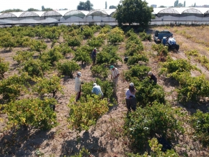 90 Bin Ton Üzüm İçin Isparta’da Hasat Zamanı