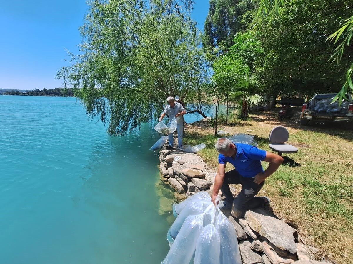 manavgat-ta-400-bin-balik-yavrusu-baraj-golunde-birakildi