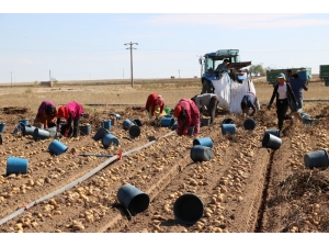Patates Üreticisi, İhracat Ve Tanzim Satışı İstiyor