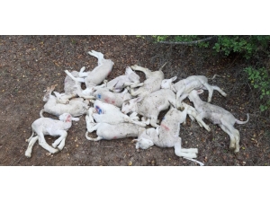 Köyde Esrarengiz Olay, 150 Kuzu Telef Oldu