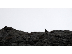 Çok Nadir Rastlanan Ur Kekliği Görüntülendi