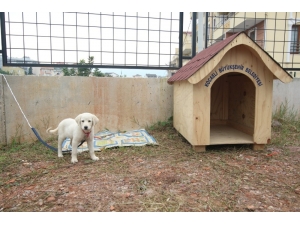 Büyükşehir’den Okullara Kedi Ve Köpek Yuvası