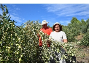 Antalyalı Girişimci Hibe İle Sofralık Zeytin Fabrikası Kurdu