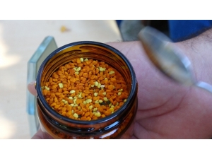 İçinde 70’e Yakın Vitamin Olan Şifa Kaynağı Polenin Bilinmeyen Yönleri