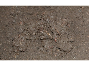 Organik Solucana Talep Olmayınca Solucanlar Elde Kaldı