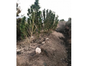 Kurumaya Bıraktıkları Hint Kenevirini Jandarma Ele Geçirdi