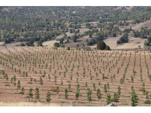Erzincan’da Ceviz Üretimi Her Geçen Gün Artıyor