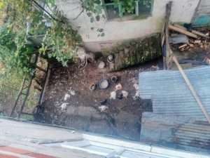 Mahalleye Giren Köpek 75 Tavuk, 10 Hindiyi Telef Etti