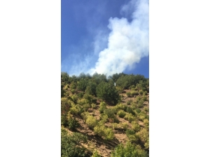 Gaziantep’te Orman Yangını