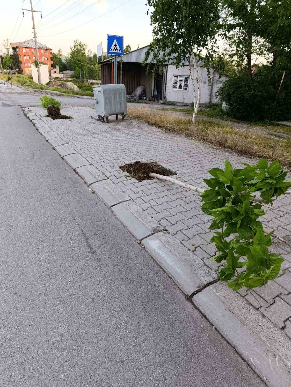 patnos-ta-yeni-dikilen-15-agaca-zarar-verildi