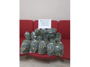 Ordu’da Arı Kovanında Esrar Ele Geçirildi