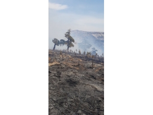 Mersin’de Orman Yangını