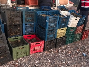 Isparta’da 900 Kilo Kerevit Ele Geçirildi