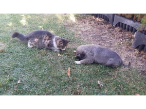 Kangal İle Kedinin Dostluğu